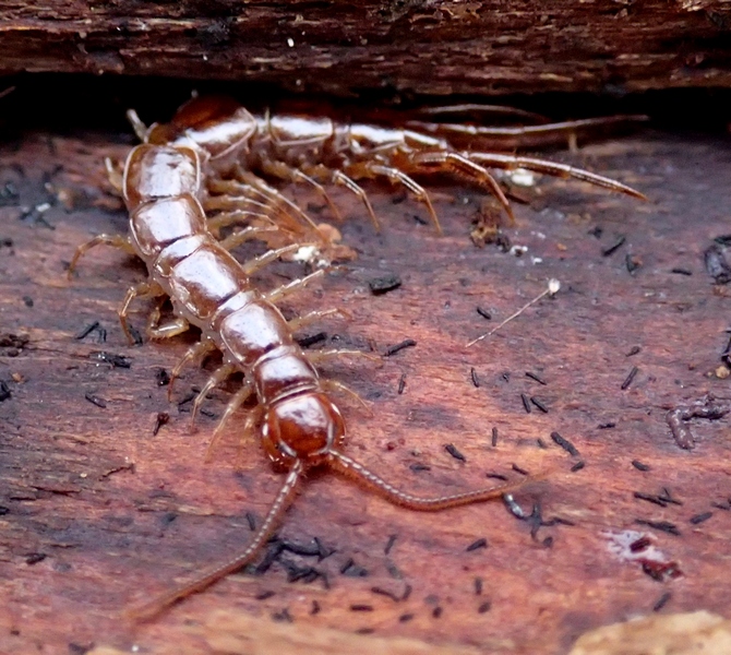 Lithobius sp.